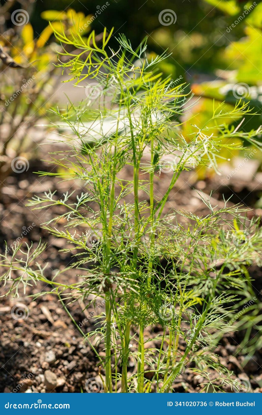 Dill imported image