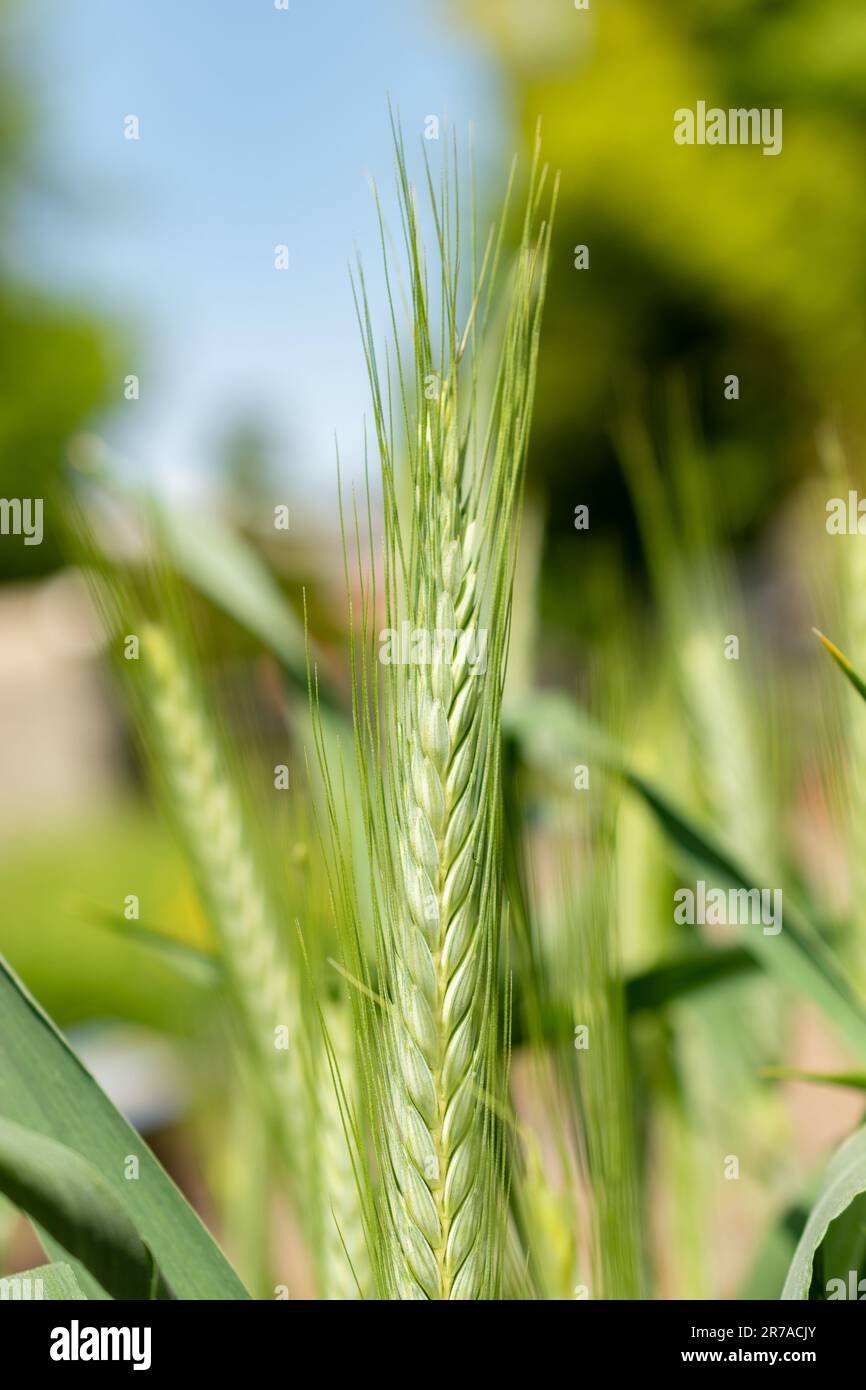 Durum Wheat