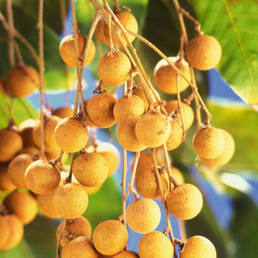 Longan imported image
