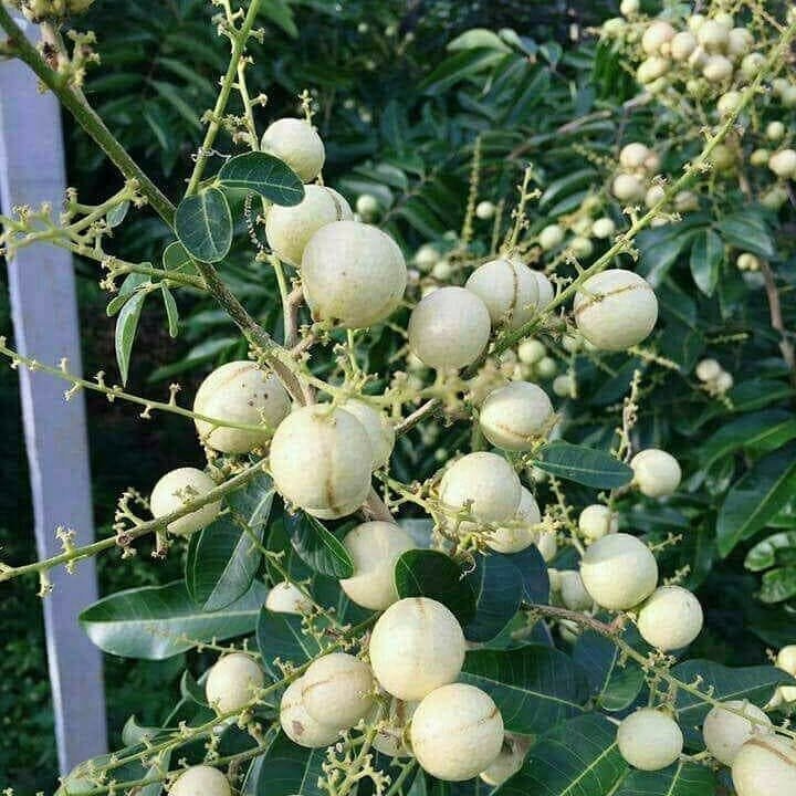 Longan imported image