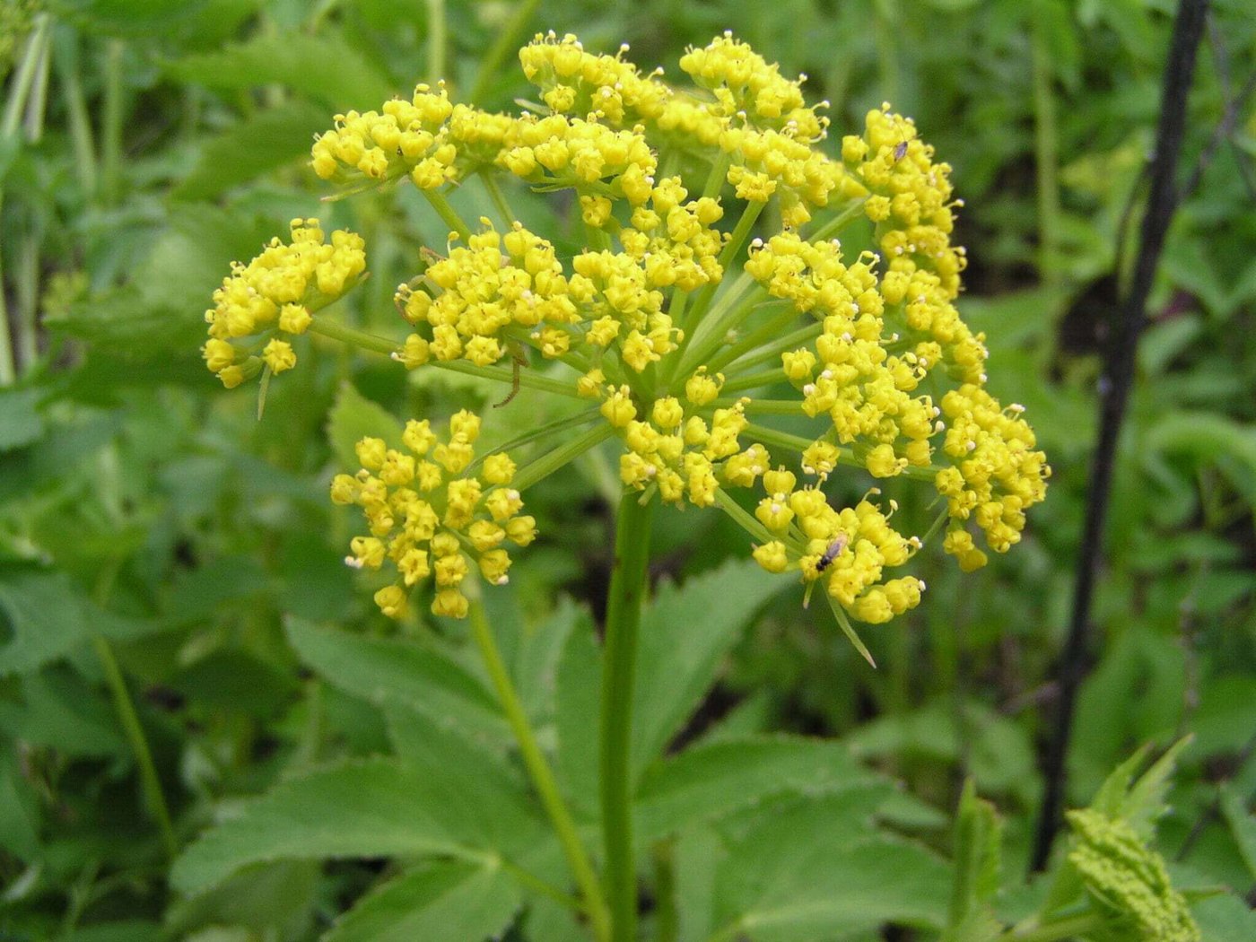 Parsnip imported image