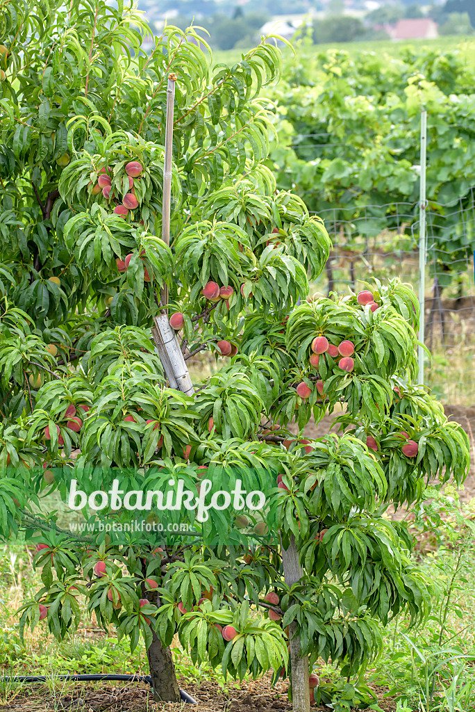 Peach imported image