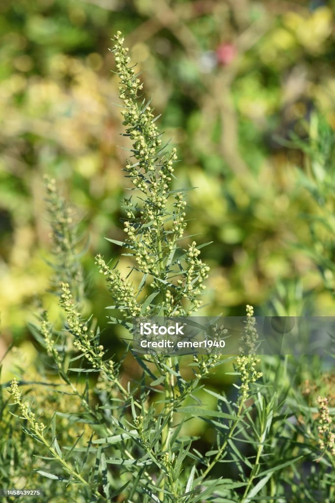 Tarragon imported image