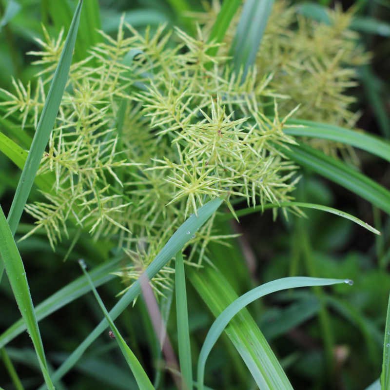 Tigernut imported image