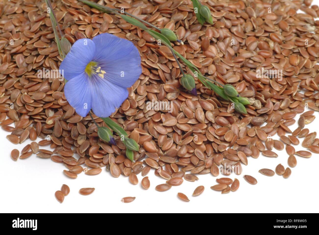 Linseed Flax imported image