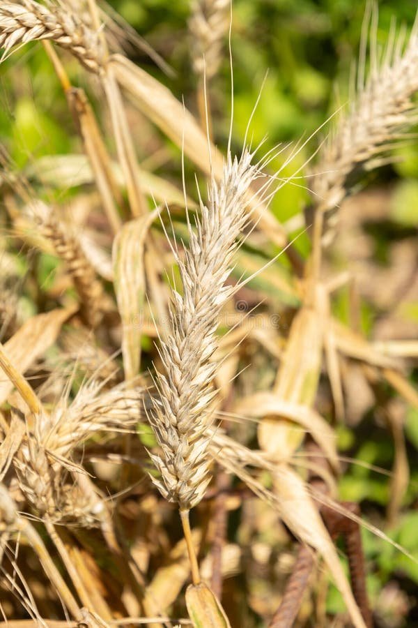 Triticale imported image