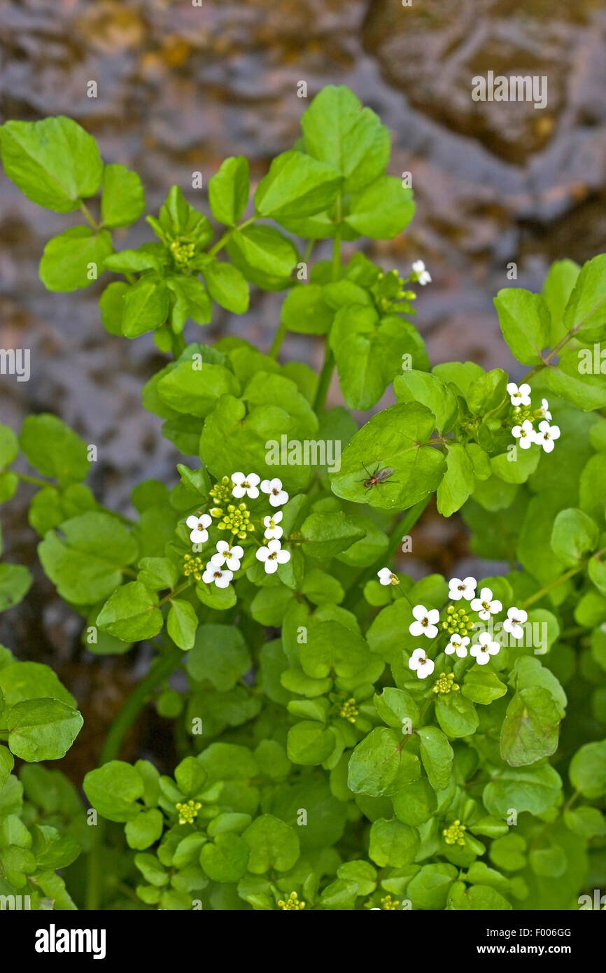 Watercress imported image