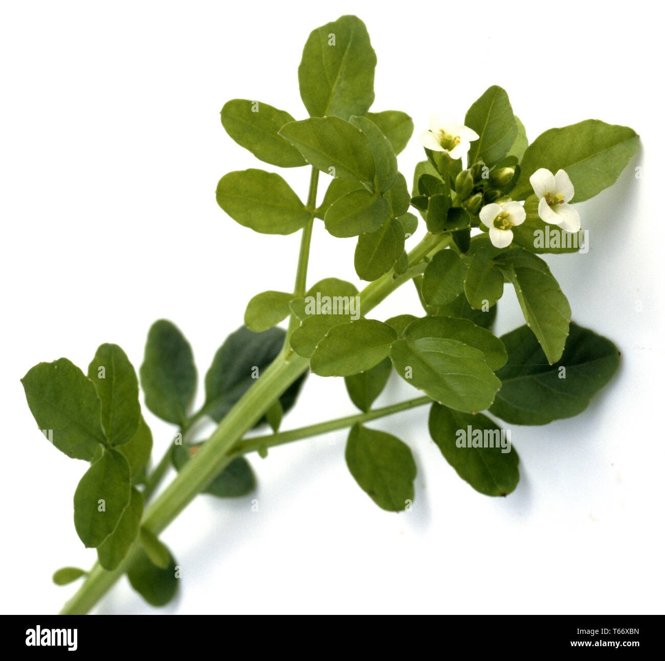 Watercress imported image