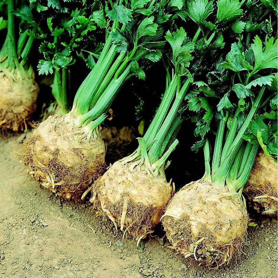 Celeriac imported image