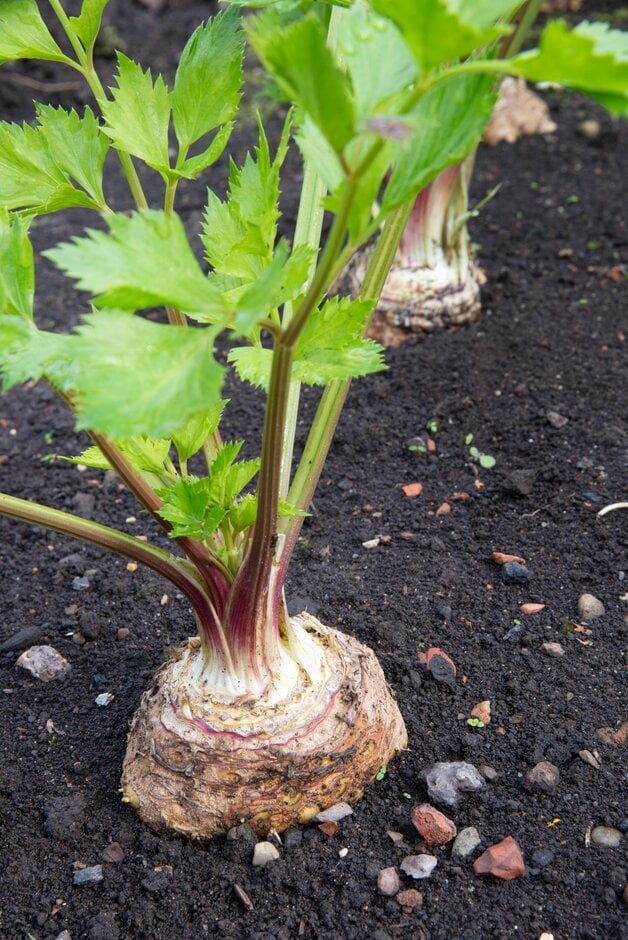 Celeriac imported image