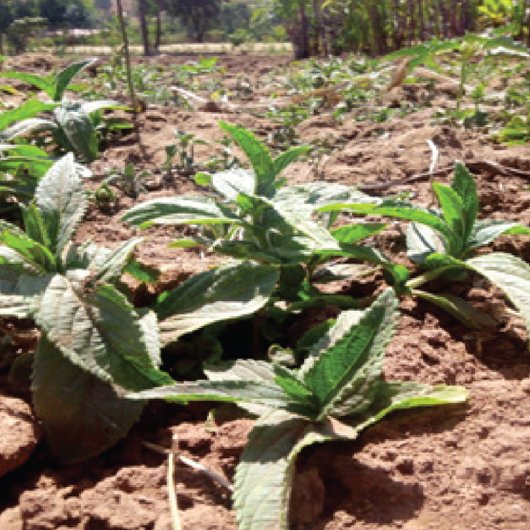 Ethiopian potato (Plectranthus edulis) imported image