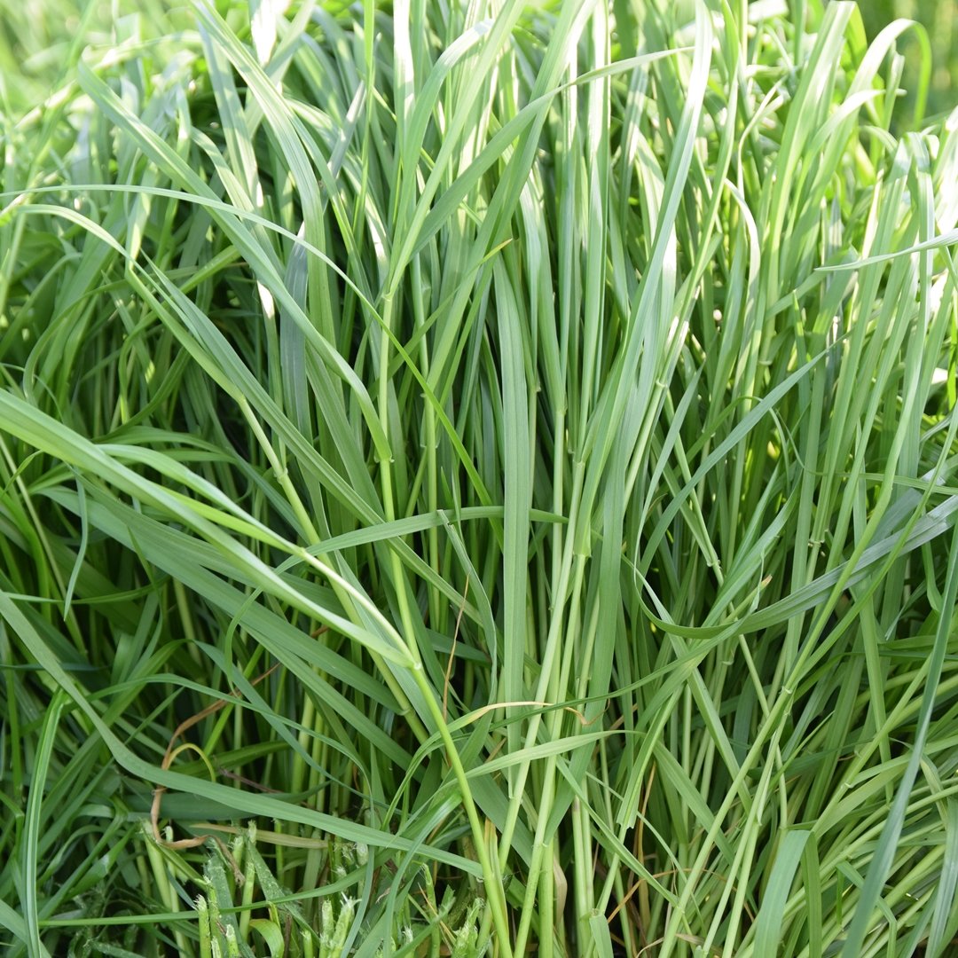 Ryegrass imported image