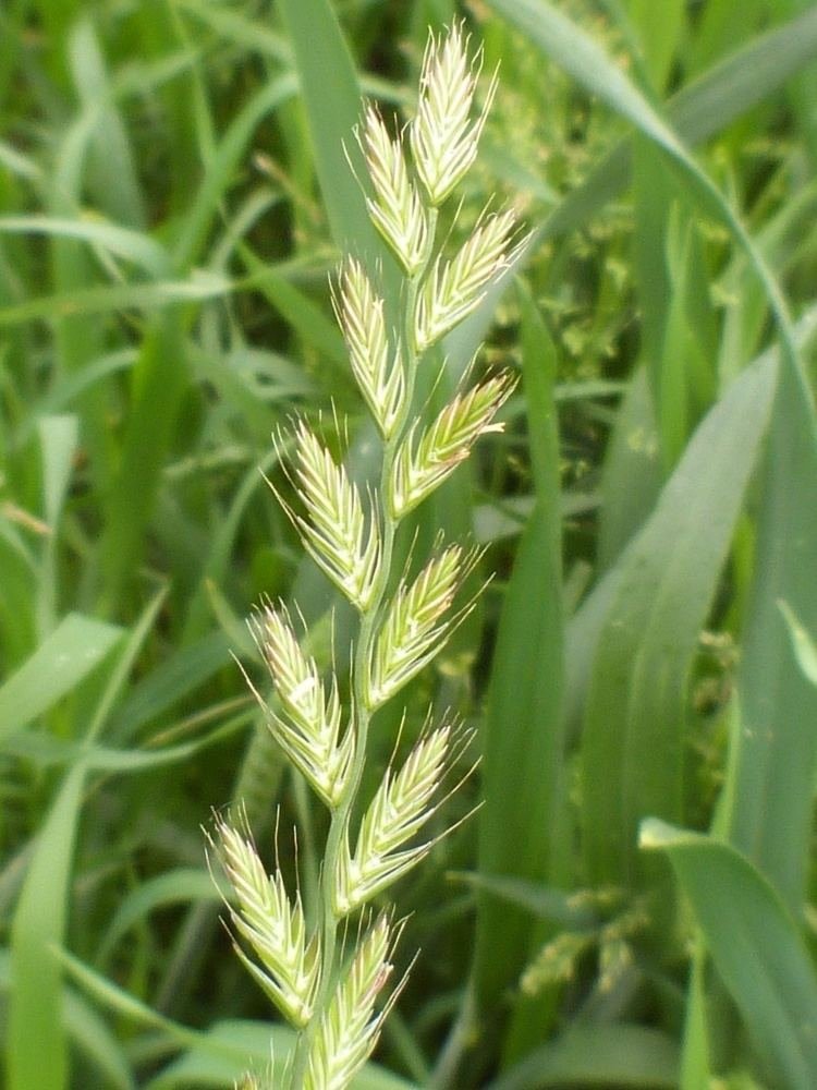 Ryegrass imported image