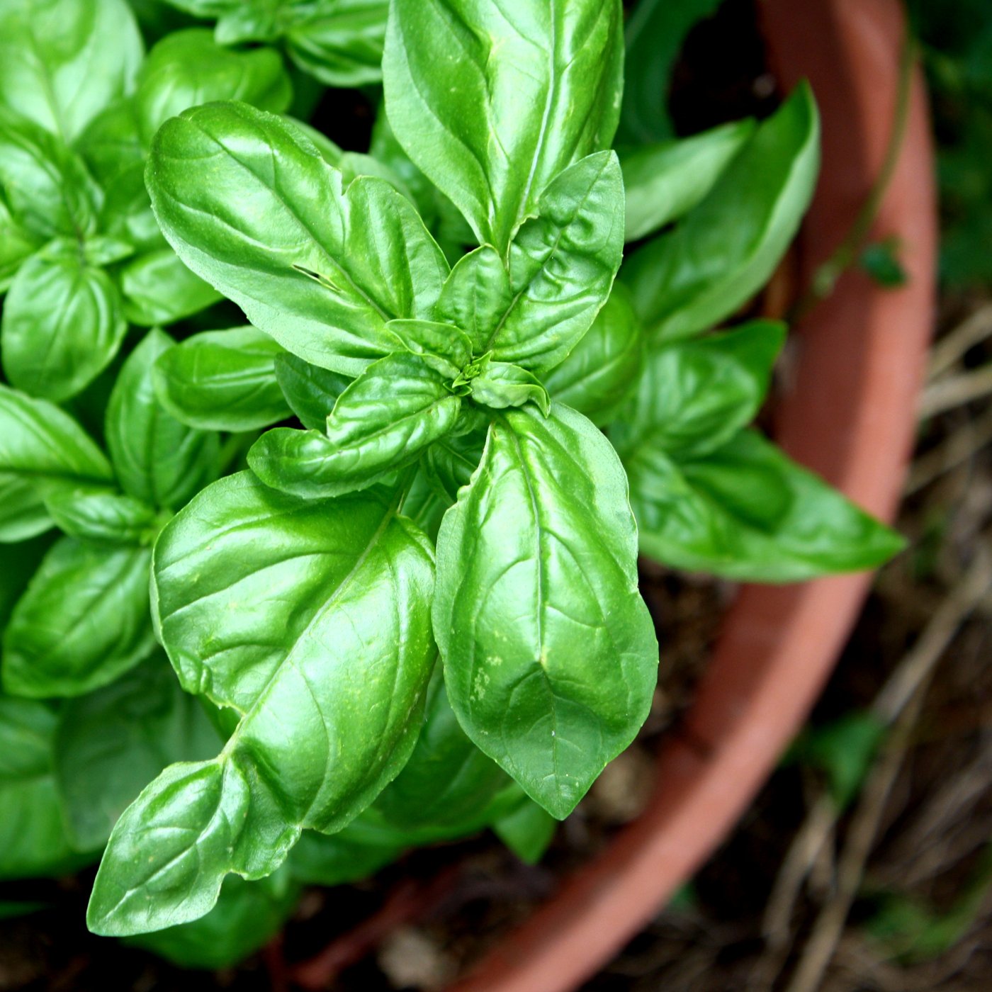 Basil (sweet basil) imported image