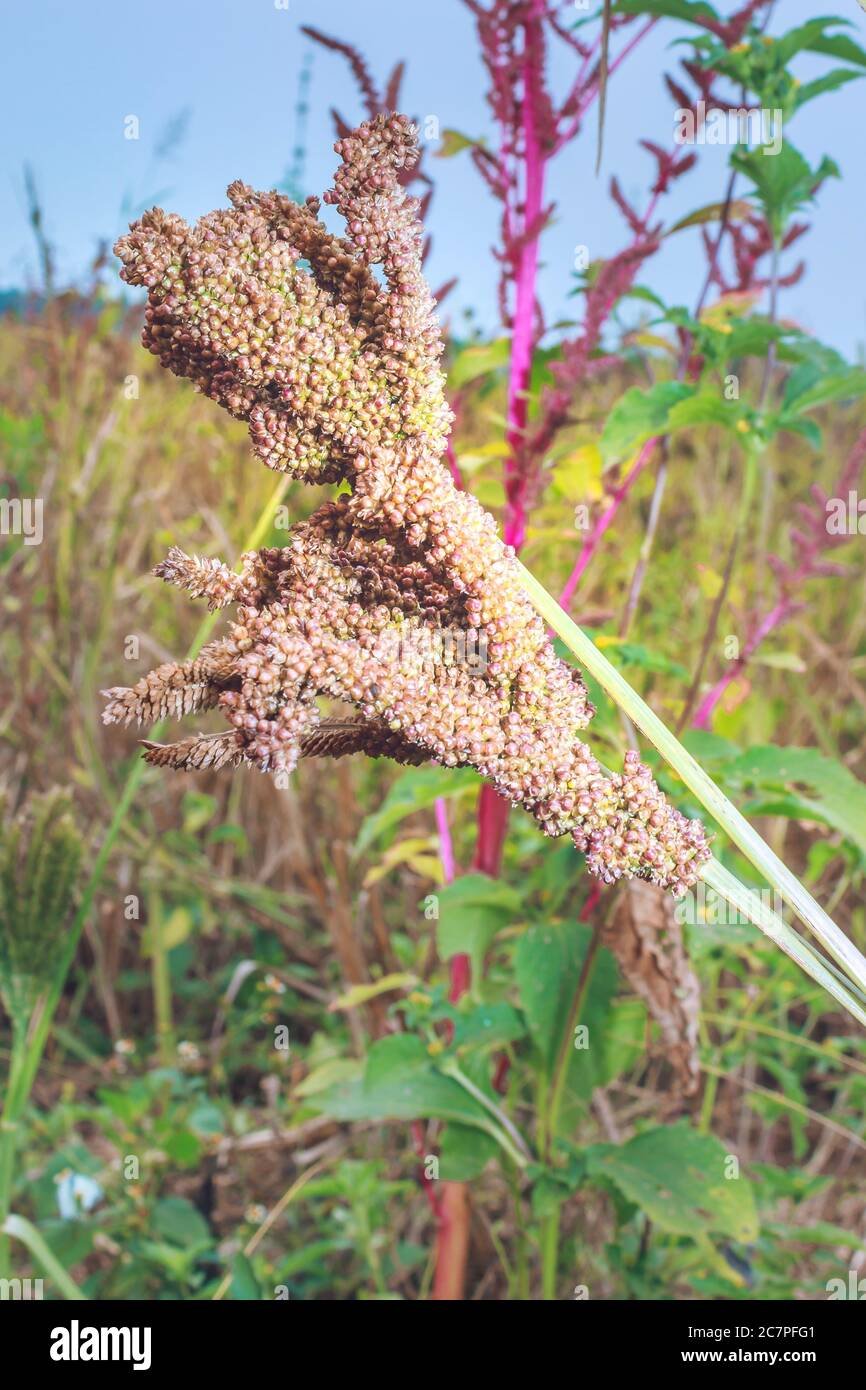 Finger millet imported image