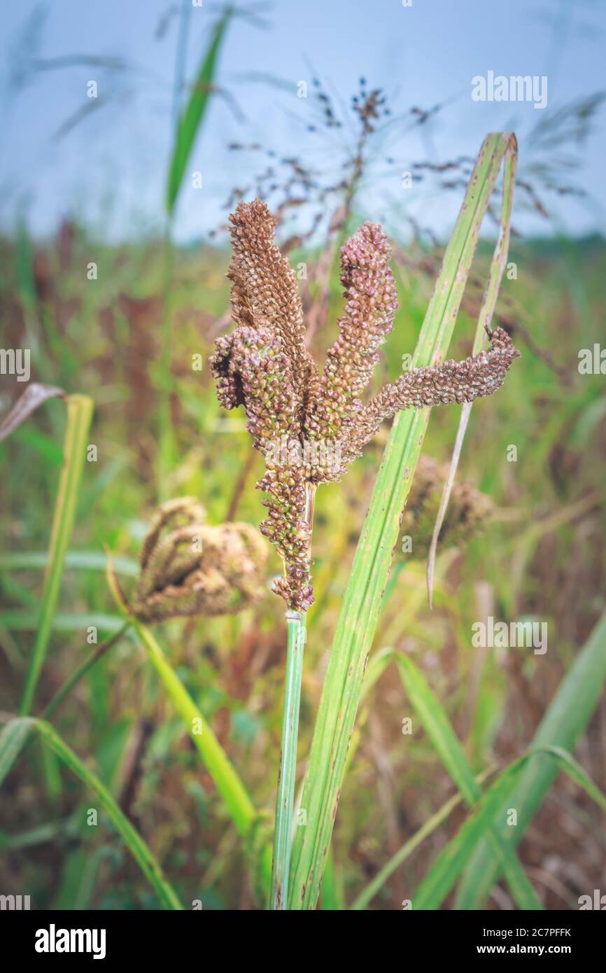 Finger millet imported image