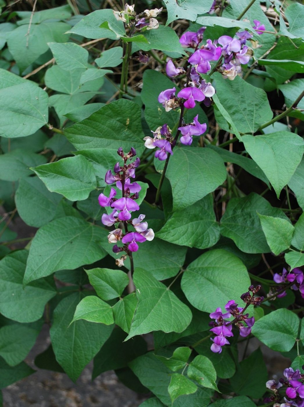 Lablab imported image