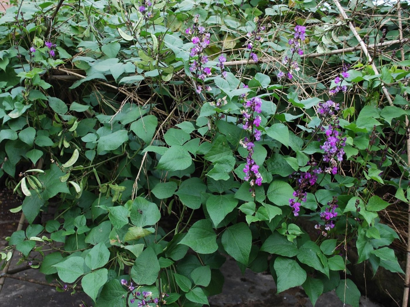 Lablab imported image