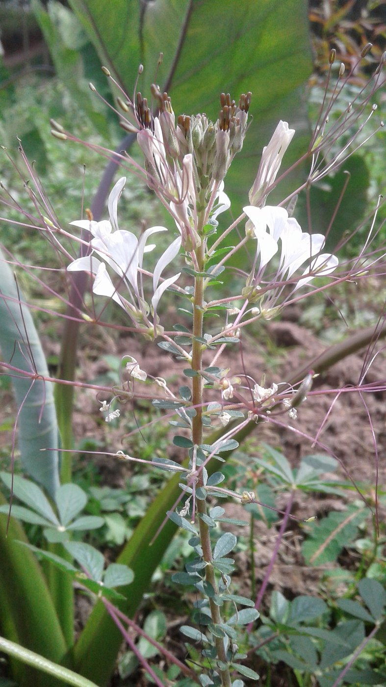 Spider Plant imported image