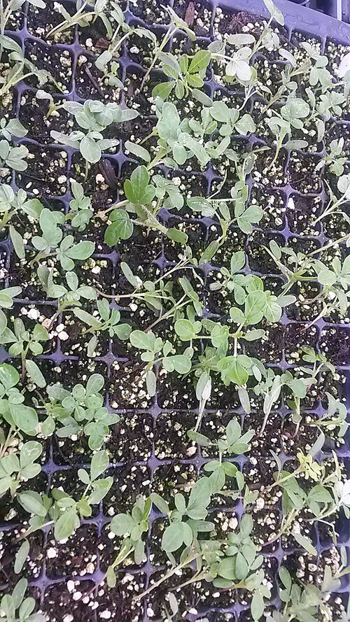 Spider Plant imported image