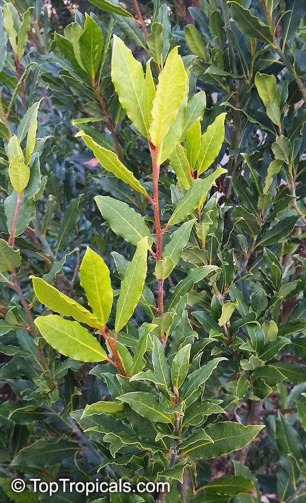Bay Leaf imported image