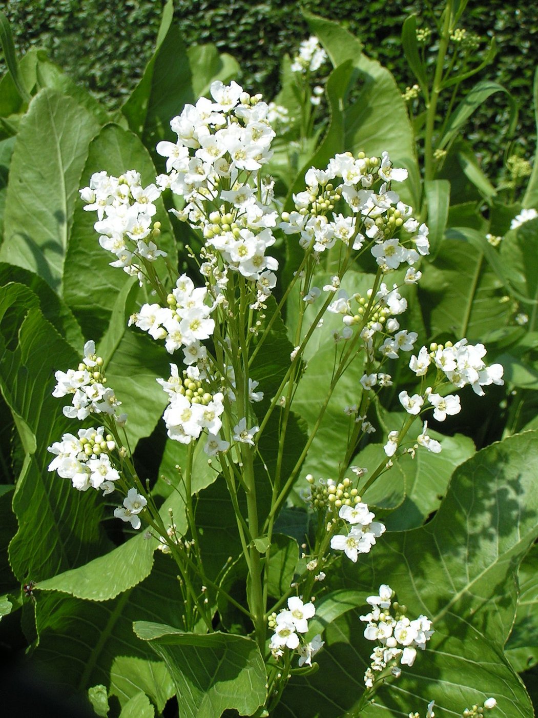 Horseradish imported image