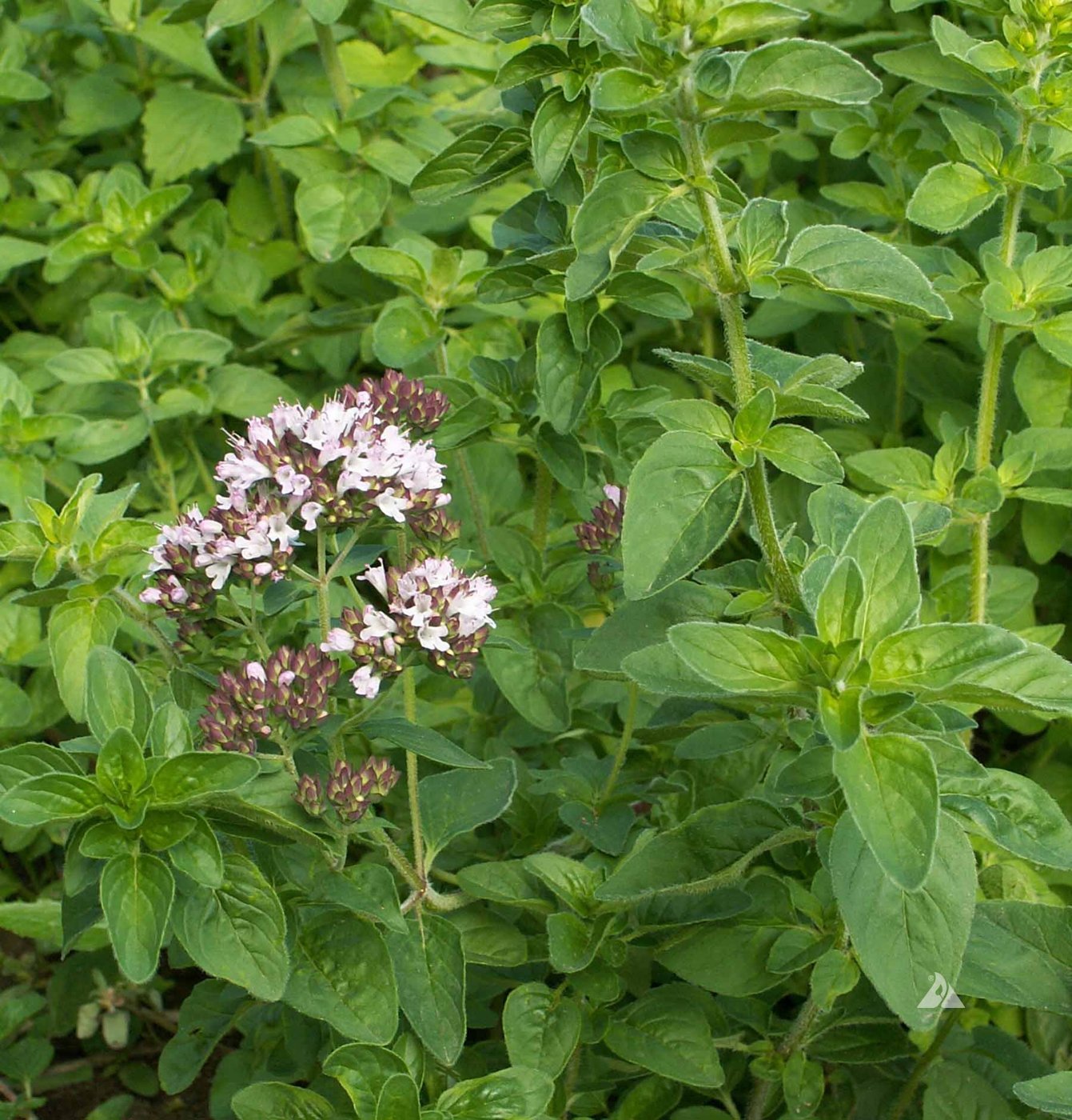 Oregano imported image