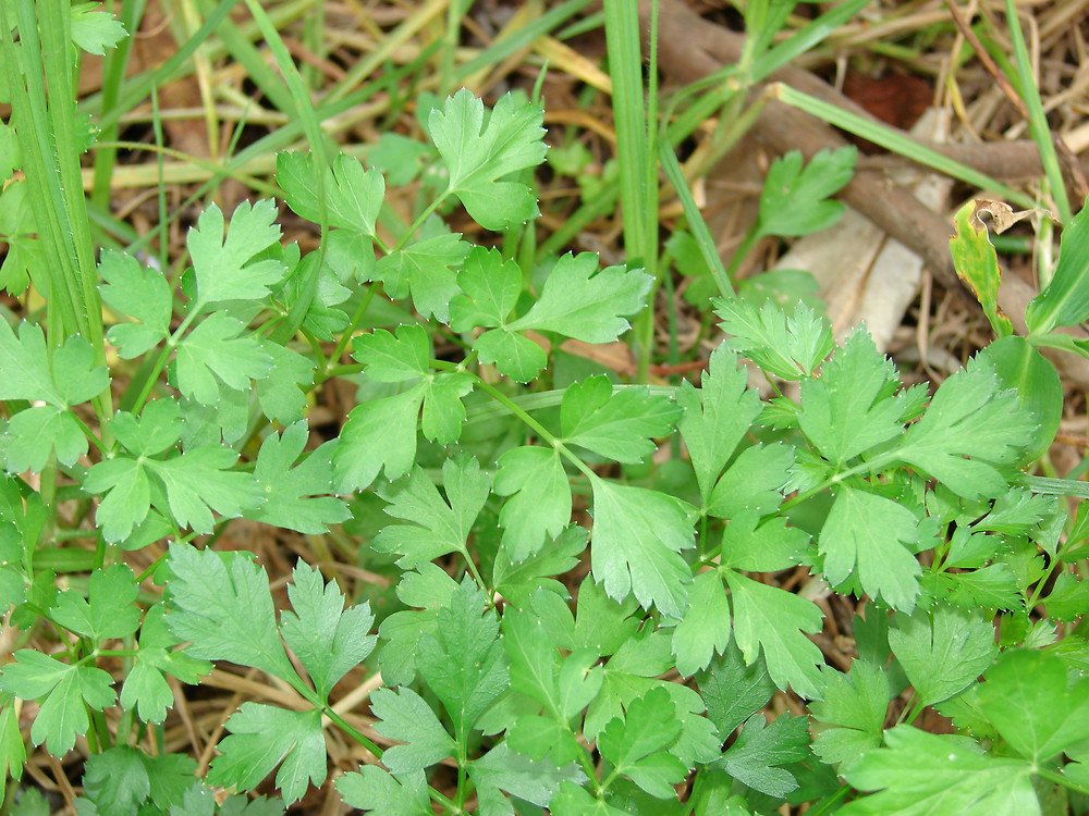 Parsley imported image