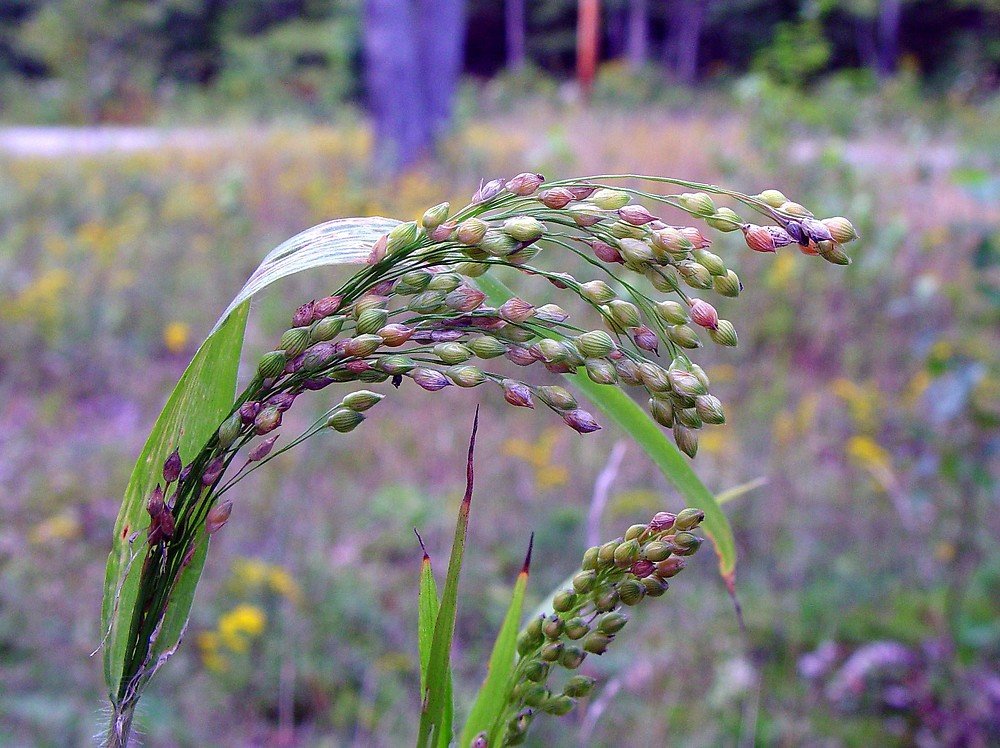 Proso Millet imported image