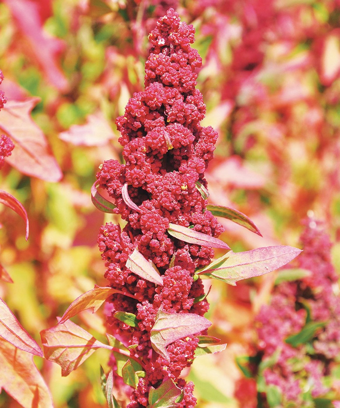 Quinoa (niche trials) imported image