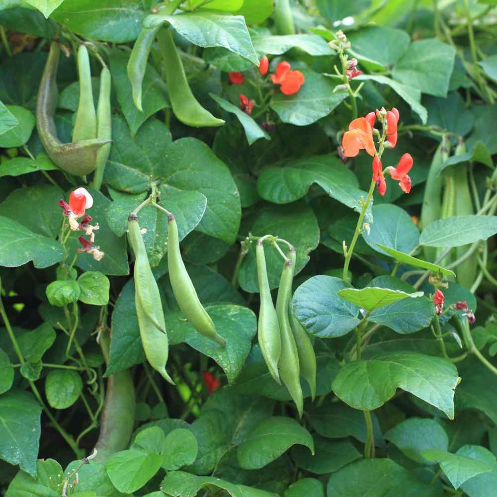 Scarlet runner bean imported image