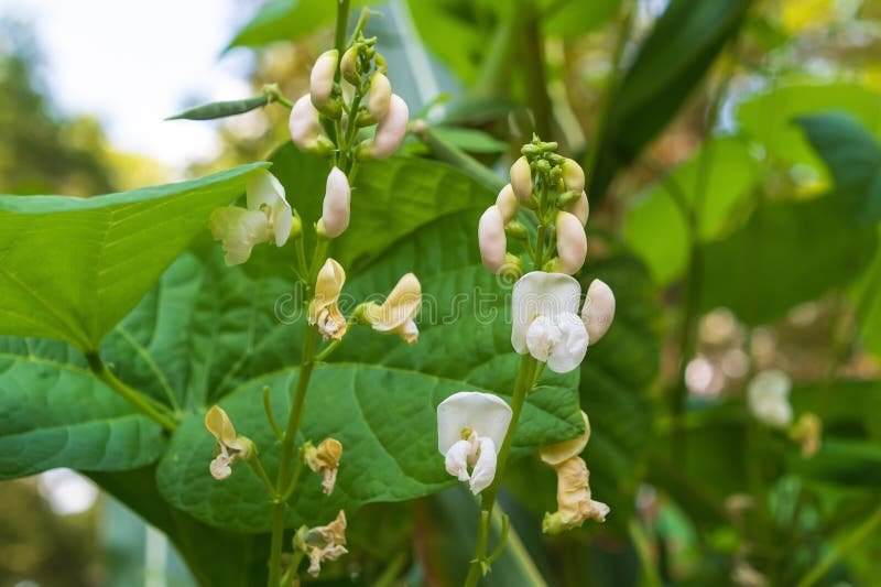 White Pea Bean imported image
