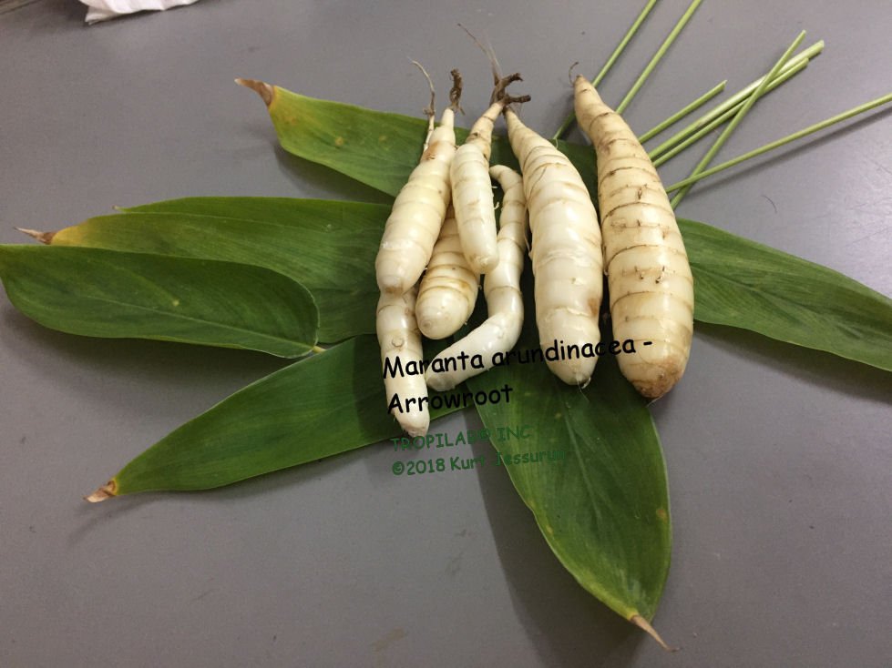 Arrowroot imported image