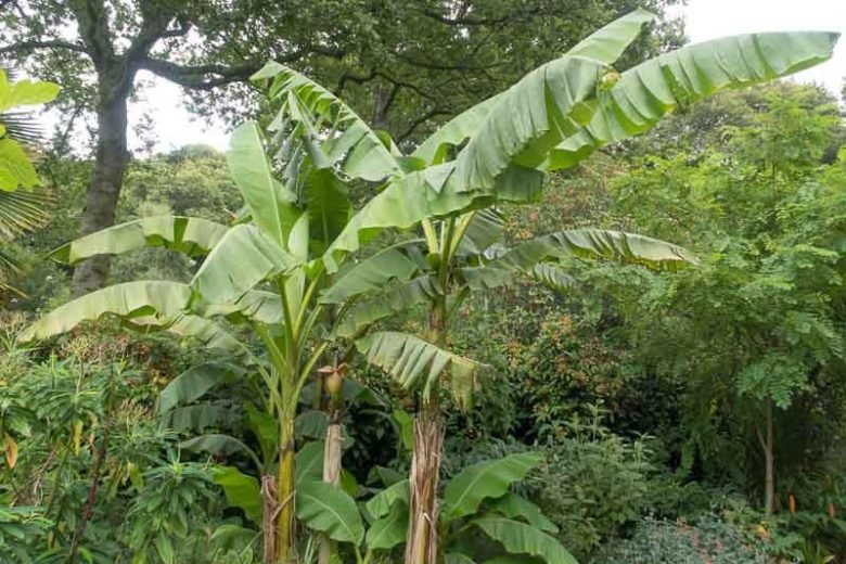 Plantain imported image