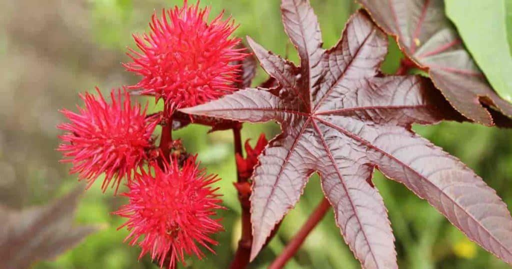 Castor bean imported image