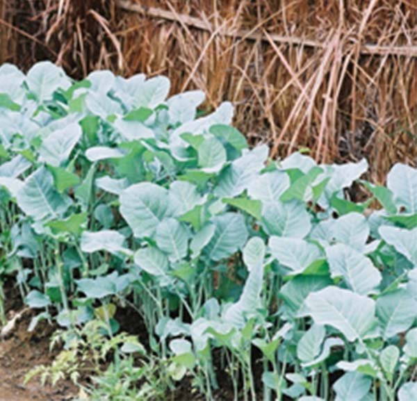 Ethiopian kale (Brassica carinata) imported image