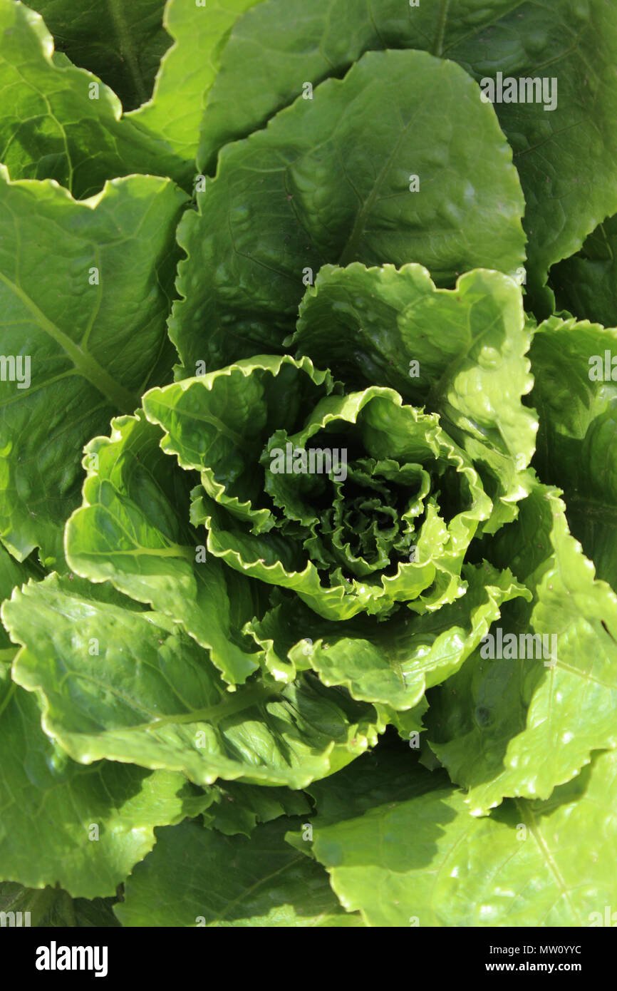 Lettuce imported image