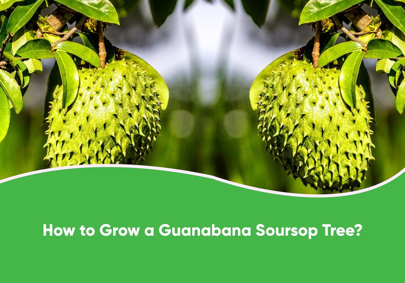 Soursop (Annona muricata) imported image