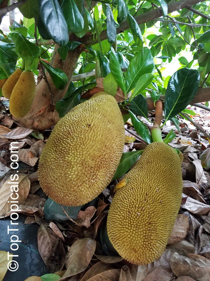 Jackfruit imported image