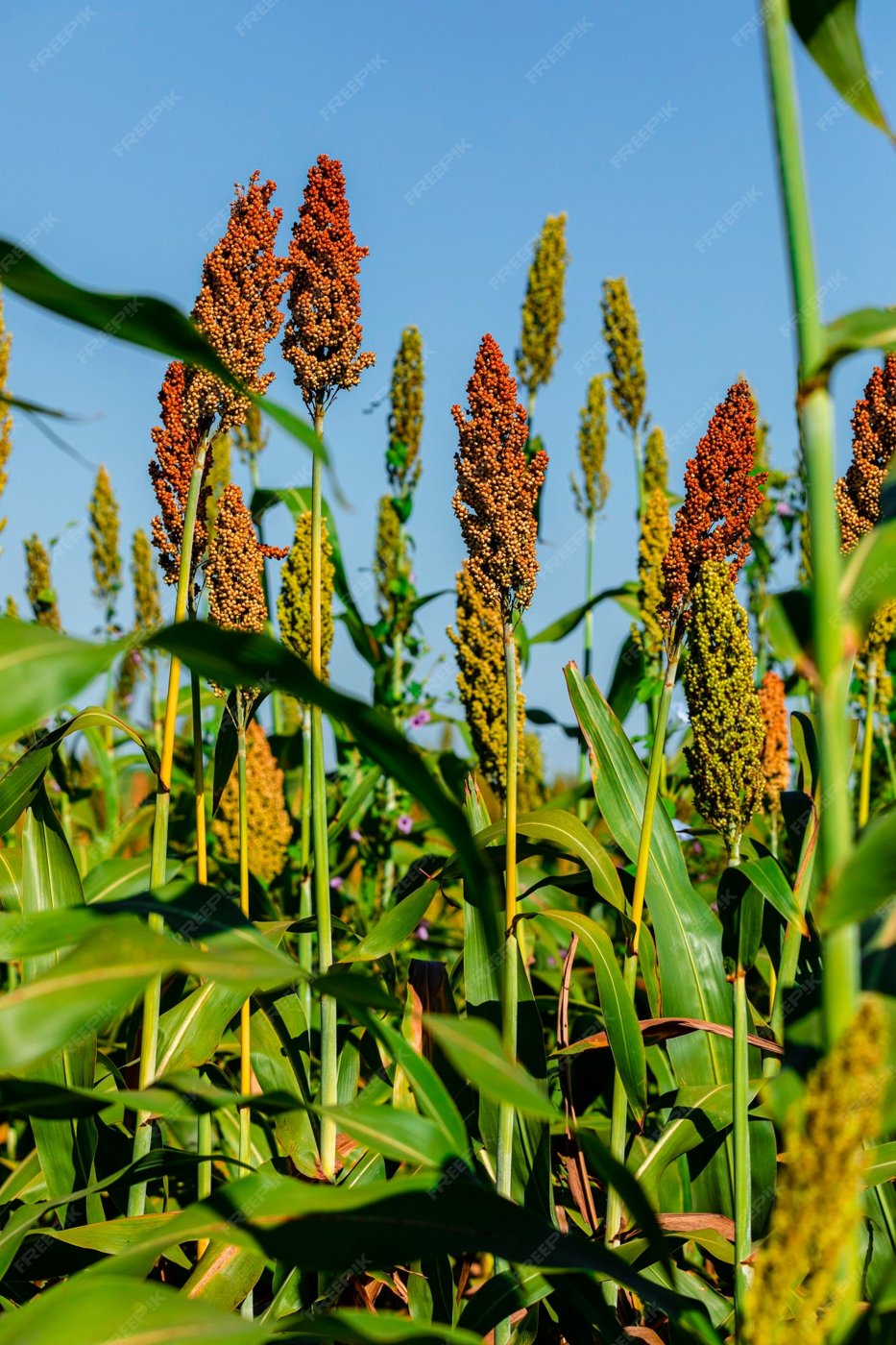 Sorghum