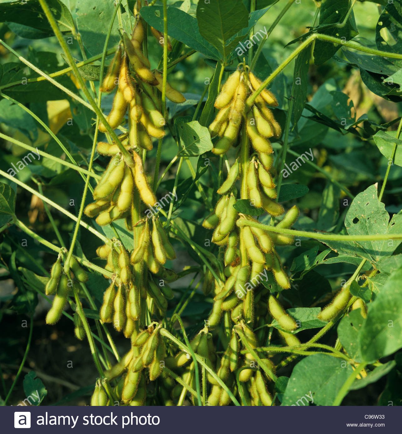 Soybean