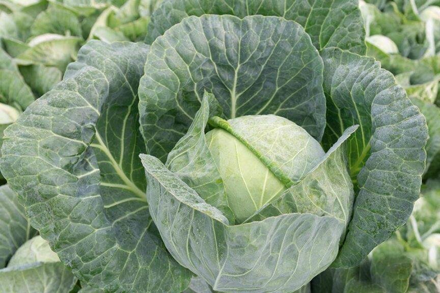 Cabbage imported image