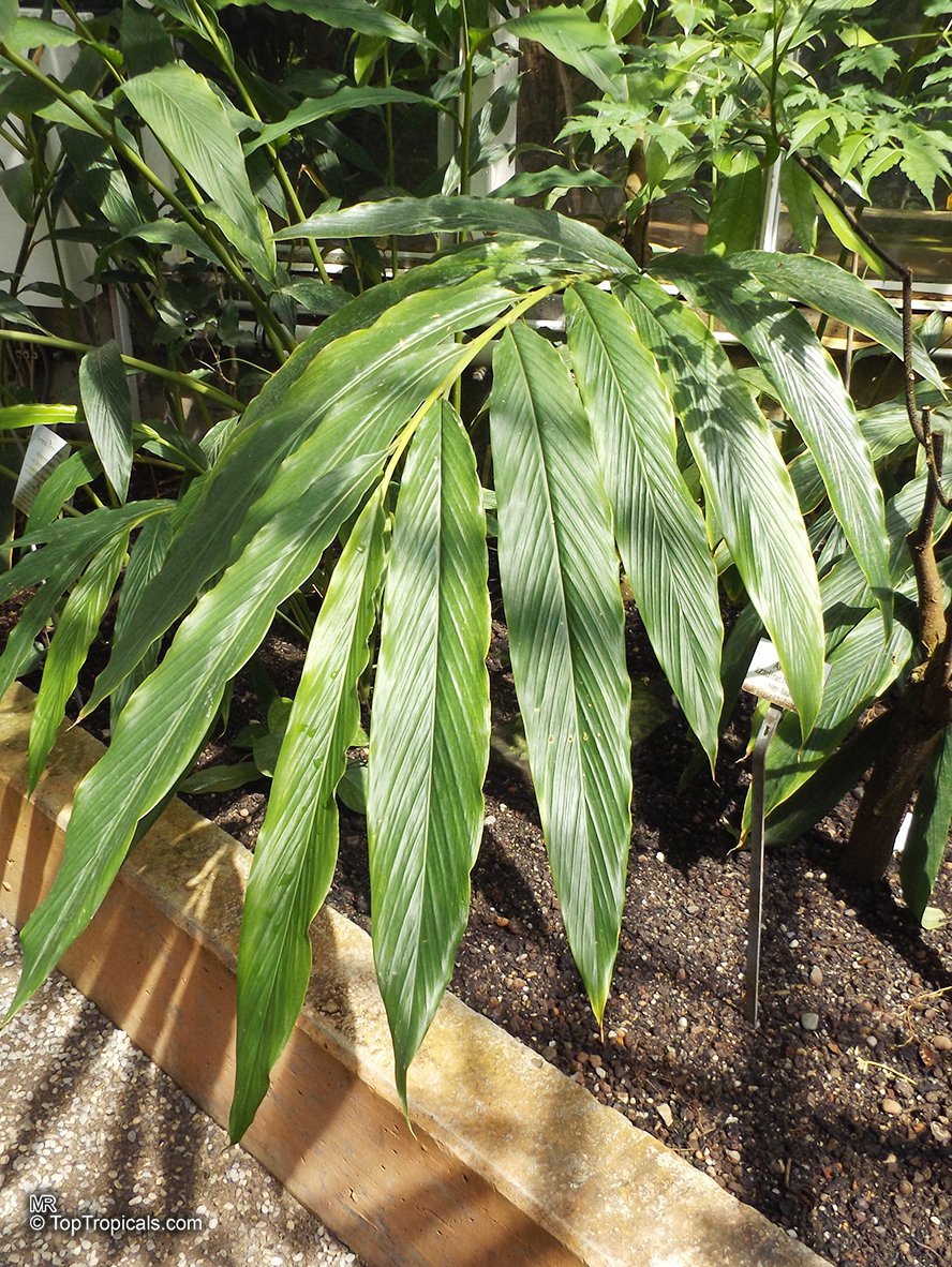 Cardamom imported image