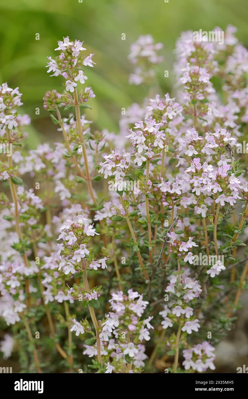 Thyme imported image