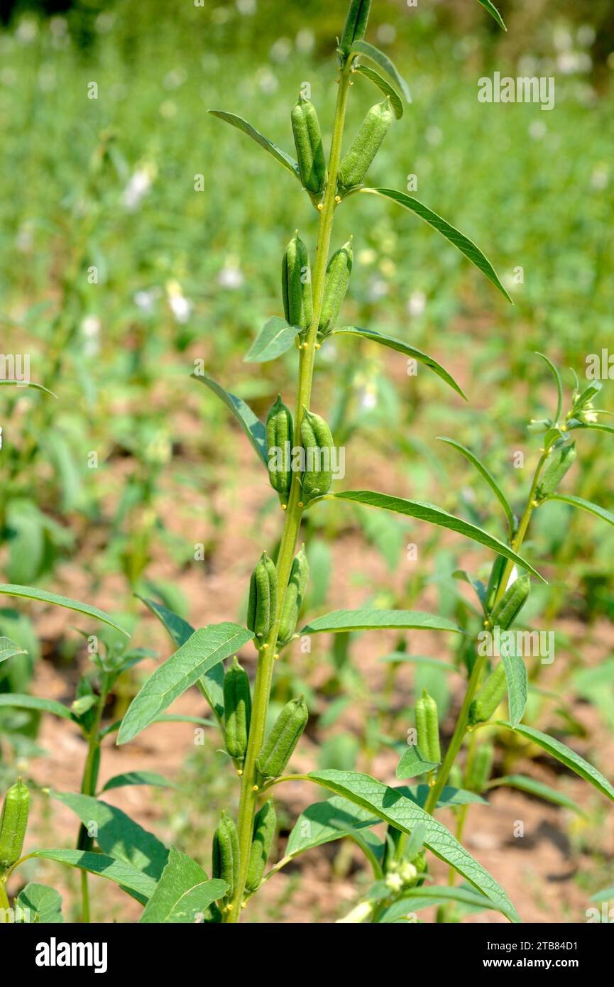 Sesame (simsim) imported image