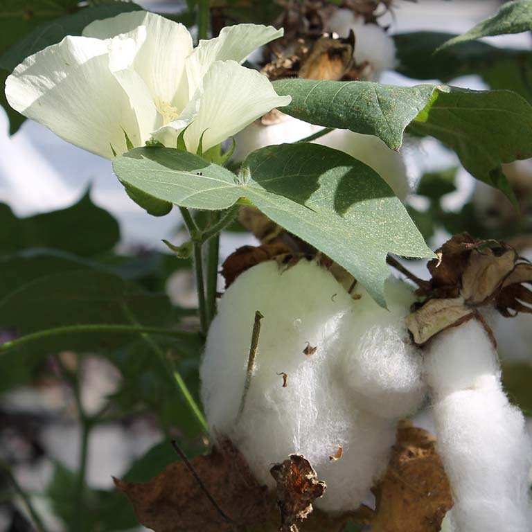 Cotton imported image