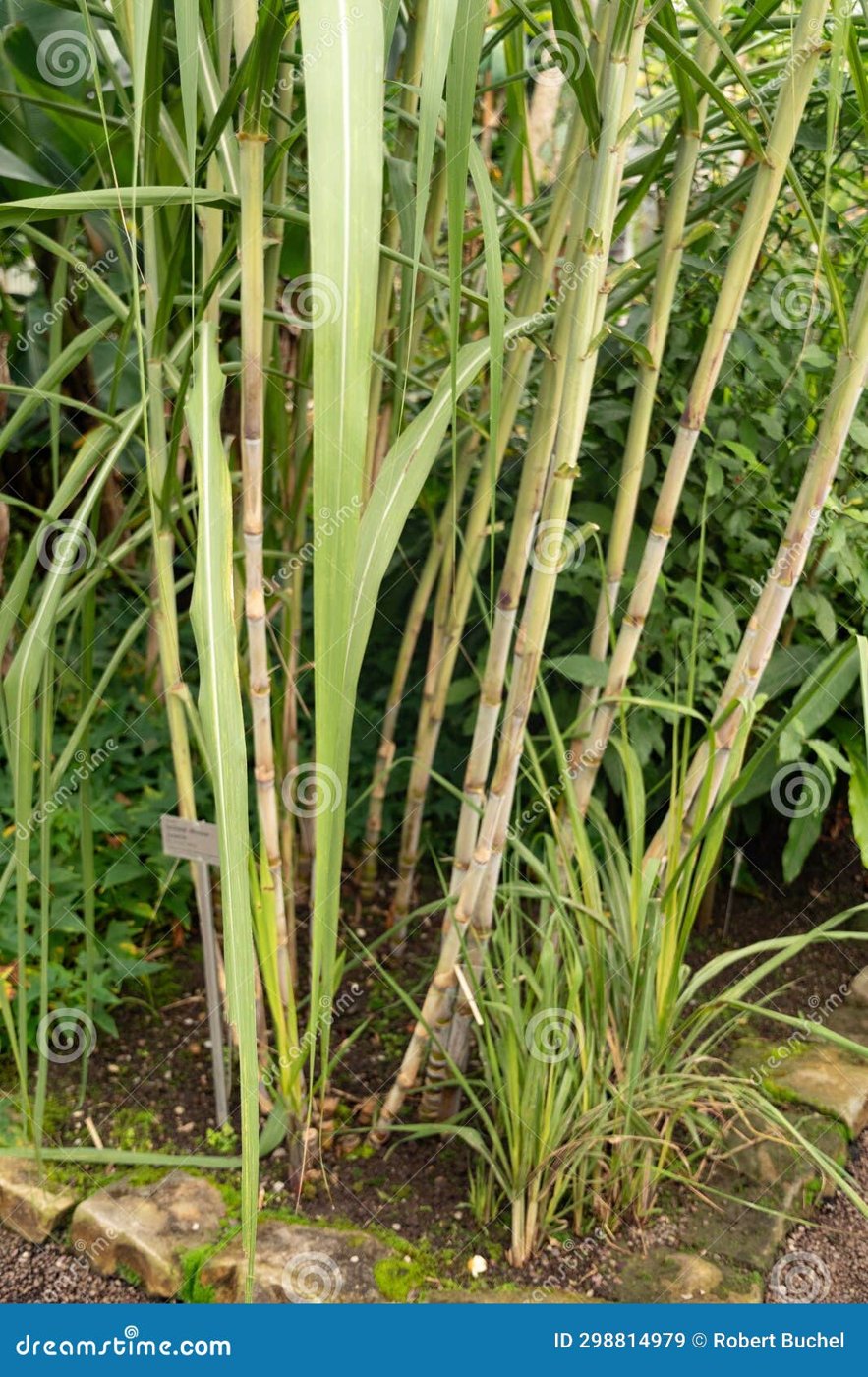 Sugarcane imported image