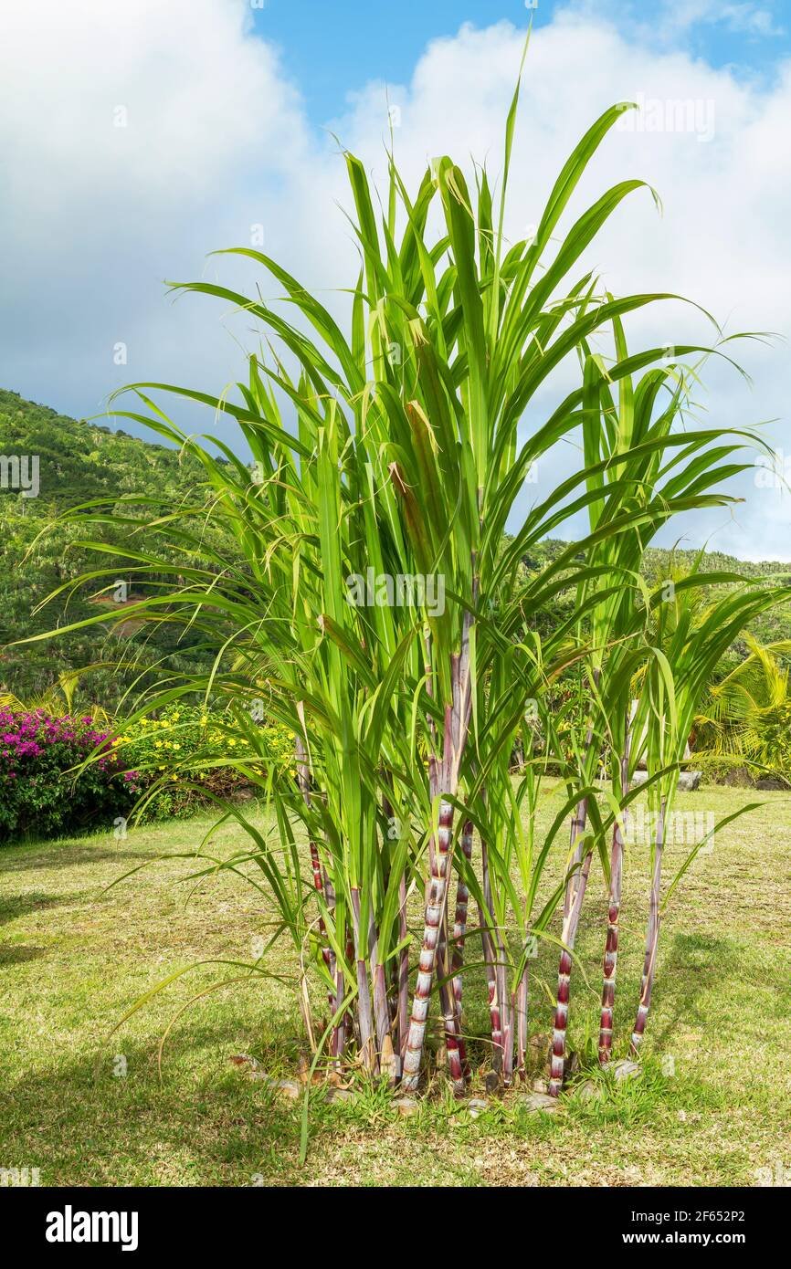 Sugarcane imported image