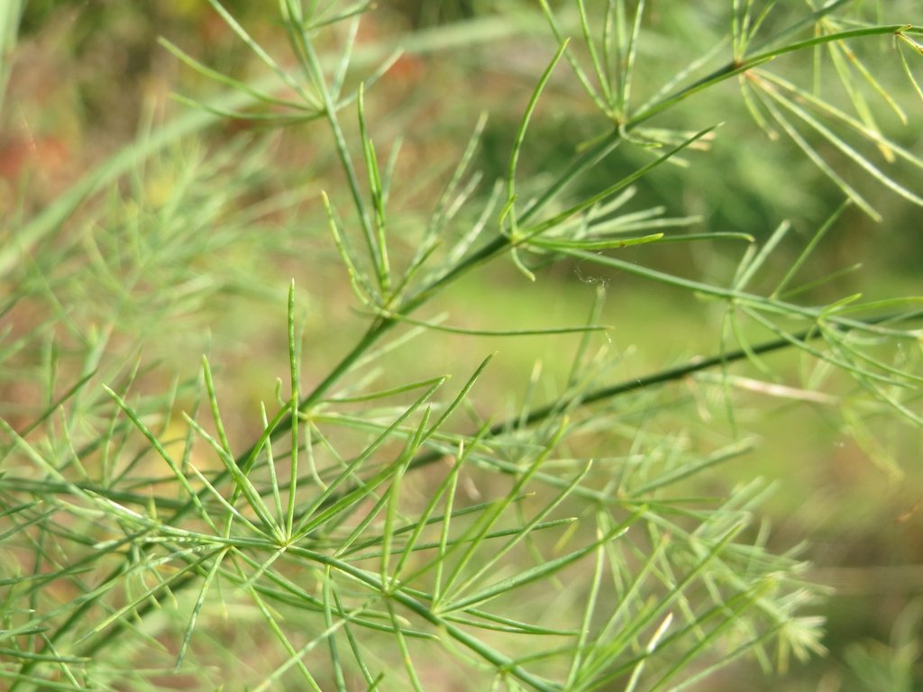 Asparagus imported image