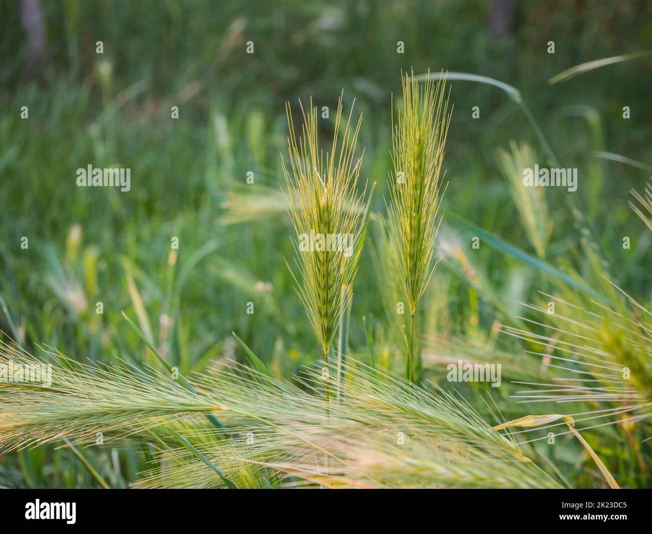 Barley